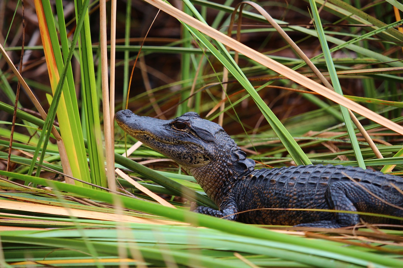 Image of a baby alligator in Florida