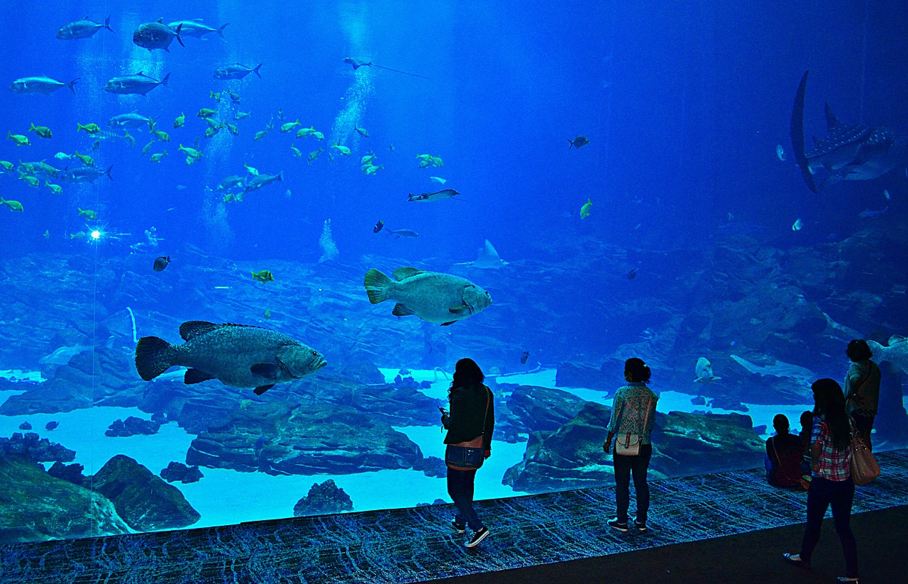 Image of an aquarium in Georgia